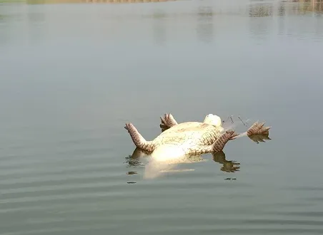 नागठाणेत मगर मृतावस्थेत आढळून आल्याने खळबळ