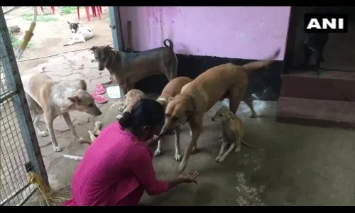 प्रतिदिन 800 श्वानांचे पोट भरतेय महिला