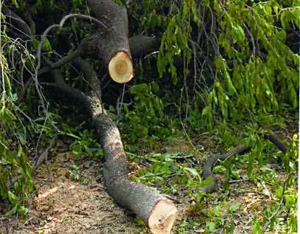 चंदनाची झाडे तोडणारे दोघे सापडले रंगेहाथ