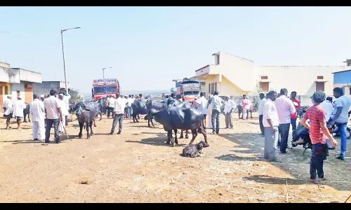 विकेंड कर्फ्यूचा जनावरांच्या बाजारावरही परिणाम