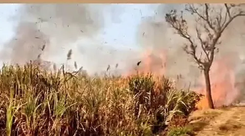 बेलवळे बुद्रुक येथे ५५ एकर ऊस जळाला; पाच लाखाचे नुकसान