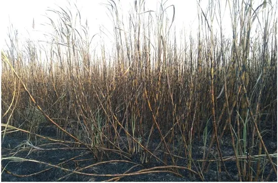कासेगावात ऊसाला आग लागून लाखोंचे नुकसान