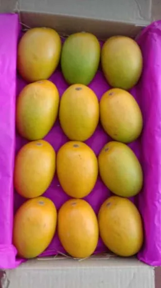 ‘हापूस’ आला रे…मुहूर्ताचा दर ४ हजार