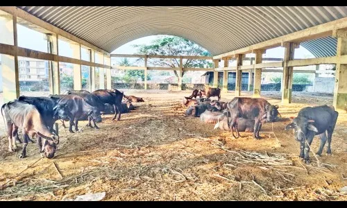 पोलिसांनी जप्त केलेल्या म्हशींचे चारा-पाण्याअभावी हाल