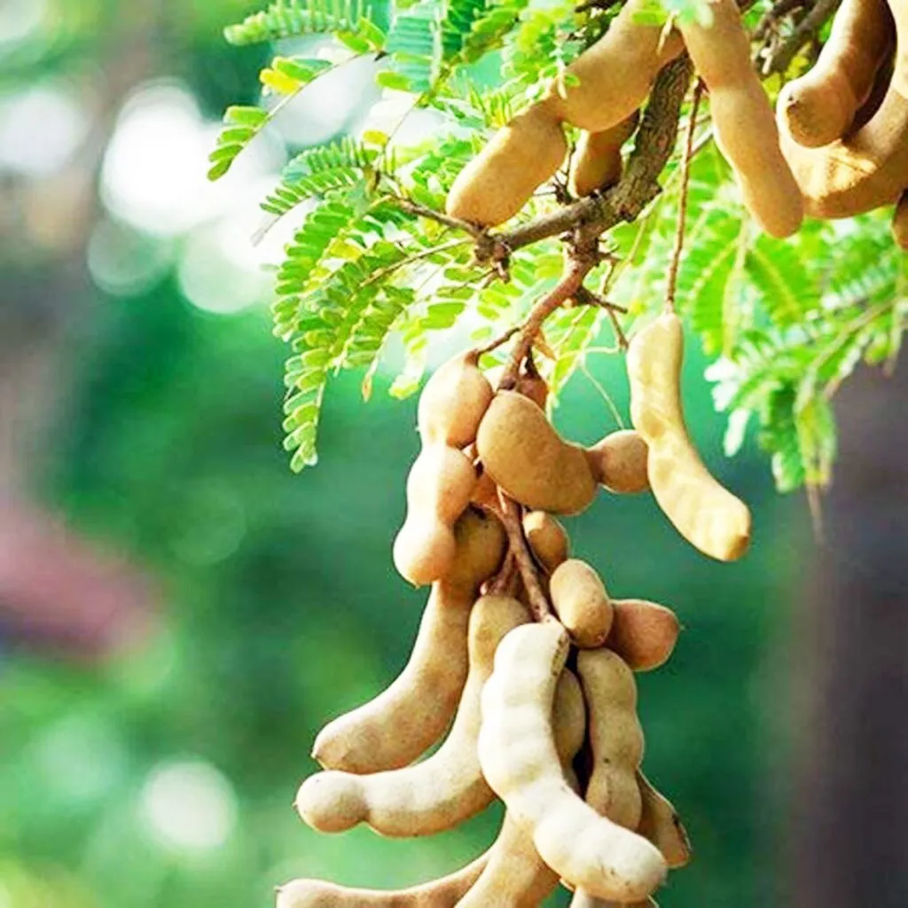 बागायतच्या अनुदानाने चिंच उत्पादनात वाढ