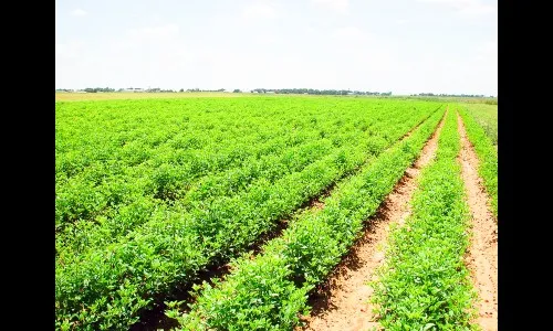 कृषी समस्येला बगल देणारा अर्थसंकल्प