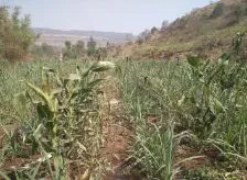 उत्रे परिसरात गव्यांकडून पिकांचे नुकसान