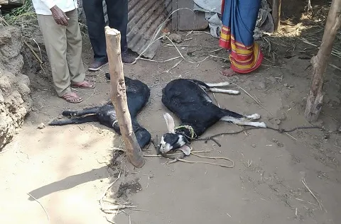कोकरूड येथे तरसाच्या हल्ल्यात शेळी व बोकड ठार