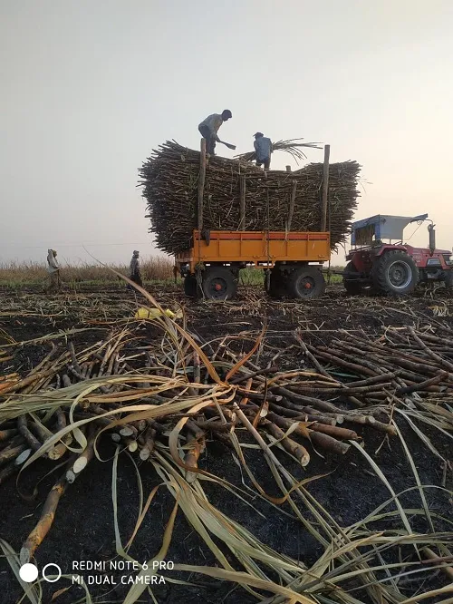 ढवळी येथील जळालेल्या उसाचा प्रश्न श्री गुरूदत्त टाकळीवाडी साखरने सोडवला