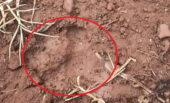 राधानगरी परिसरात बिबट्याचा वावर