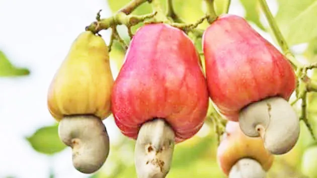 यंदातरी काजूला योग्य भाव मिळेल का?