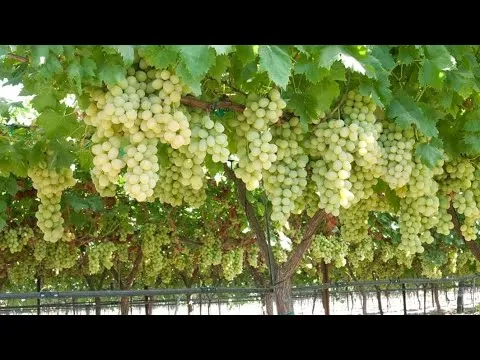 ”फळपिक विमा योजना खरीप हंगाम नुकसान भरपाईसाठी संपर्क साधा”