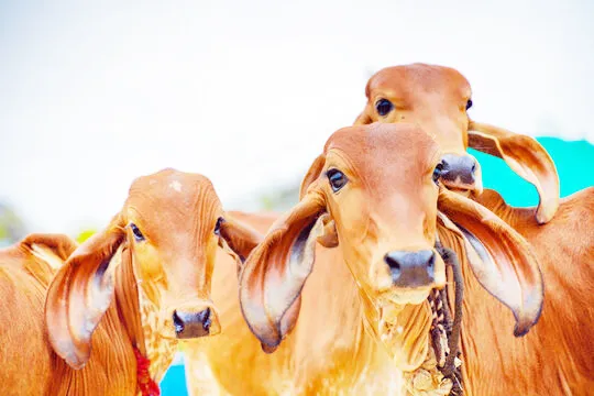 जिल्हय़ात देशी गायींच्या संख्येत वाढ