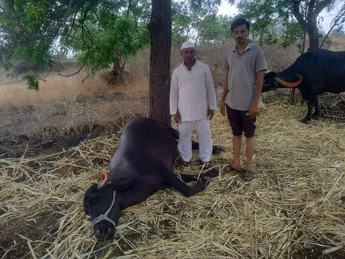 शिरवळवाडीत मुऱ्हा म्हैशीवर कोसळली वीज; शेतकऱ्यावर अर्थिक संकट