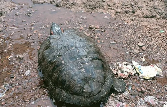 दुर्मिळ कासवाला वन समितीच्या कर्मचाऱ्यांनी दिले जीवदान