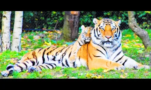 ‘सेव टायगर’ म्हणजे आदिवासींचे मरणे होऊ नये