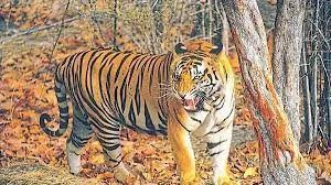 As the 'Tiger Zone' deadline approaches, the forest department's headaches increase