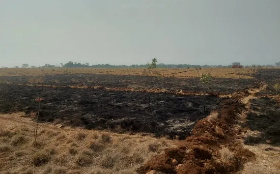 शेंडा पार्क येथील ऑक्सिजन पार्क पुन्हा आगीच्या भक्ष्यस्थानी