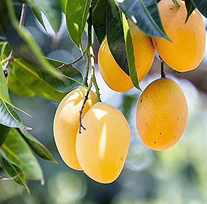 यंदा आंब्यांची आवक कमी; उत्पादनात घट