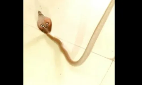 चक्क रुग्णालयात अवतरला साप