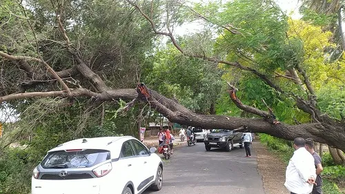 वसगडे-नांद्रे मार्गावर झाड कोसळले; राज्यमार्गाची वाहतुक ठप्प