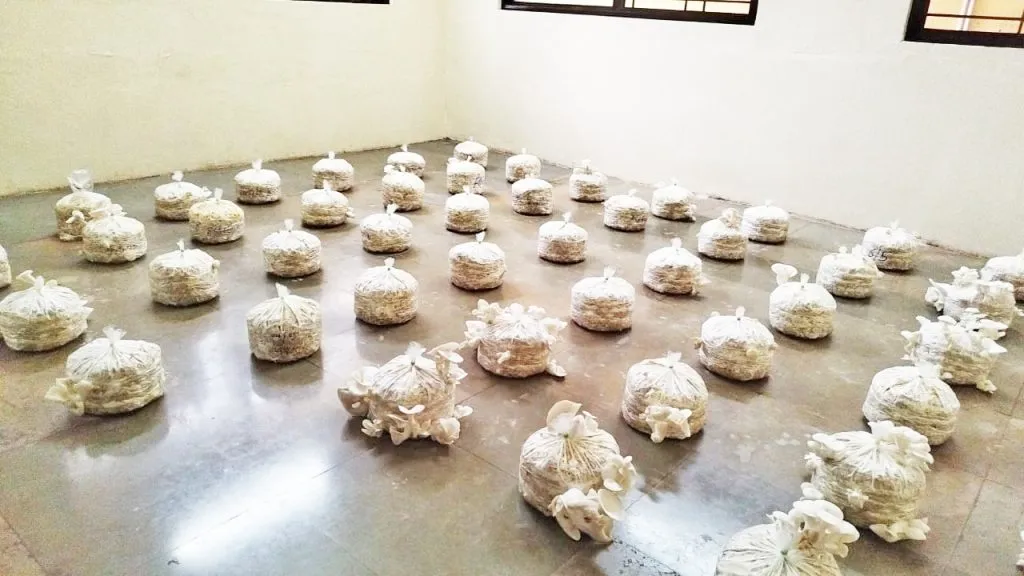 अळंबी उत्पादन ठरणार अनेक बेरोजगारांना आधार