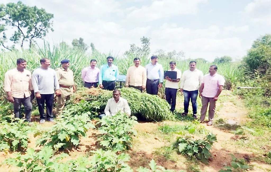 गांजा पिकविणाऱया शेतकऱयाला अटक