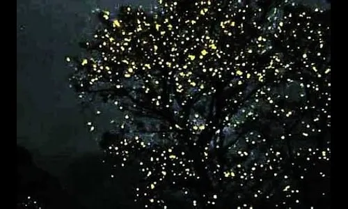 डोळय़ाचे पारणे फेडणारे काजवा महोत्सव