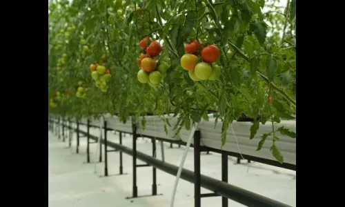 रोबोटिक्स सोडून भाजीची शेती