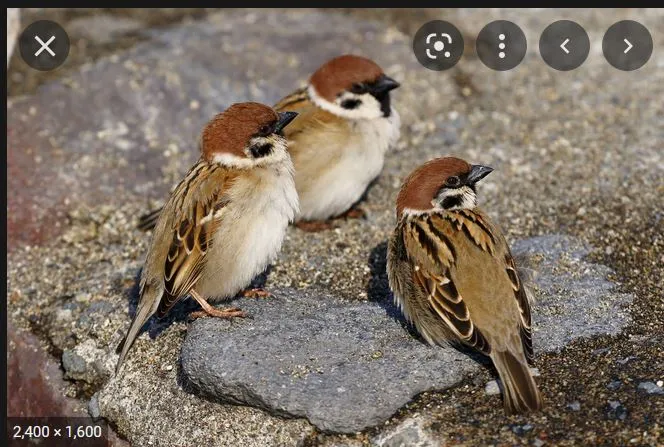 दिल्लीत साकारतेय सर्वात मोठे चिमणीघर