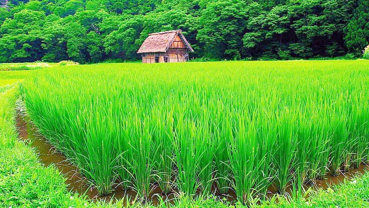 सरकारच्या उदासीन धोरणामुळे शेतकरी हतबल