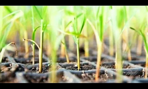 जी. एम. ऊसाची लागवड