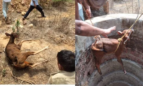 गव्या रेड्याच्या पिल्लाला ग्रामस्थांनी दिले जीवदान