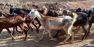 वळसंग-शेड्याळ मधून ६ शेळ्यांची चोरी