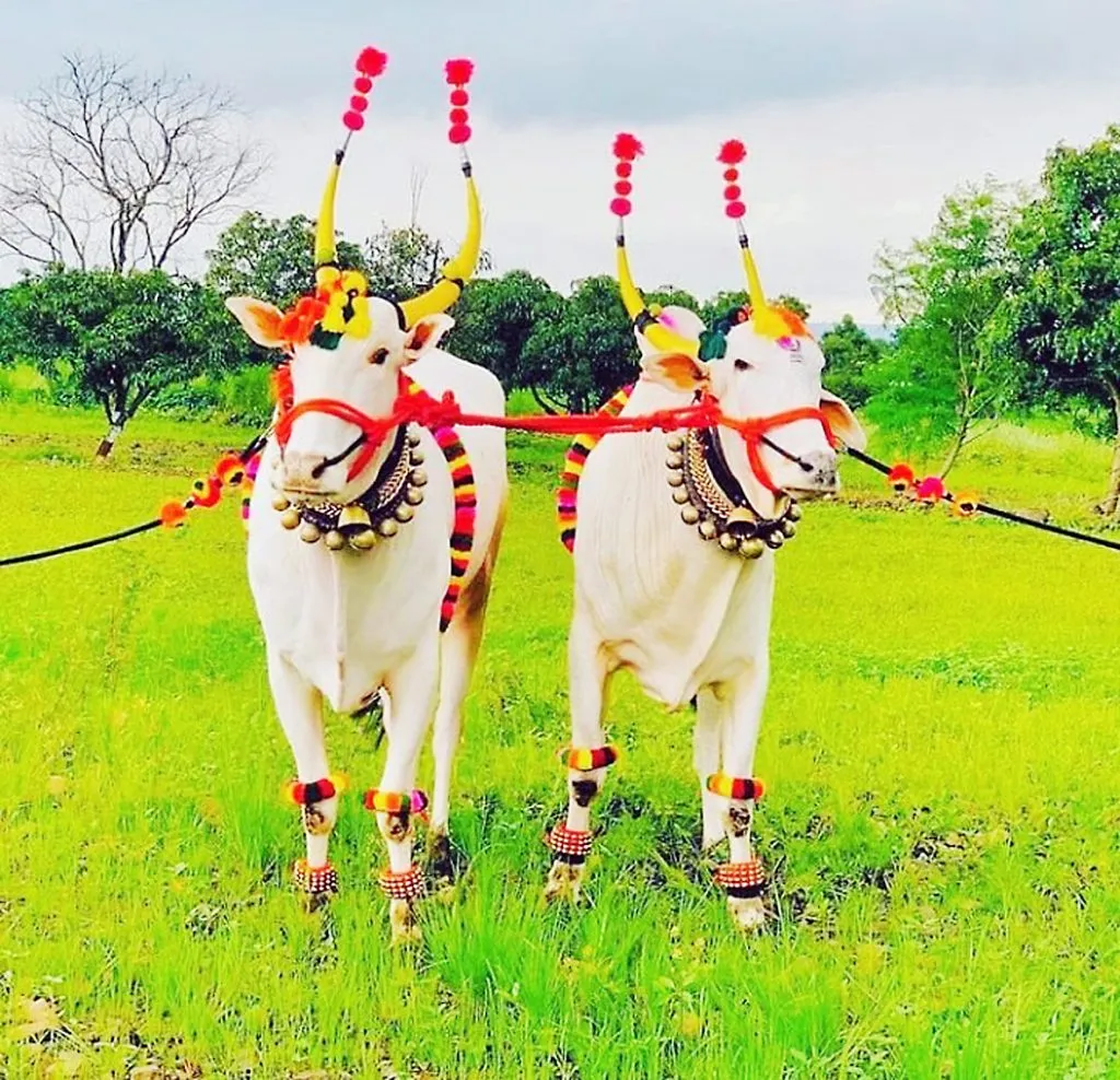 सर्जा-राजाचे संवर्धन काळाची गरज