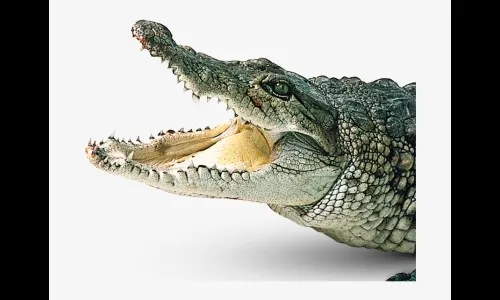 या मंदिरातील मगर पूर्णपणे शाकाहारी