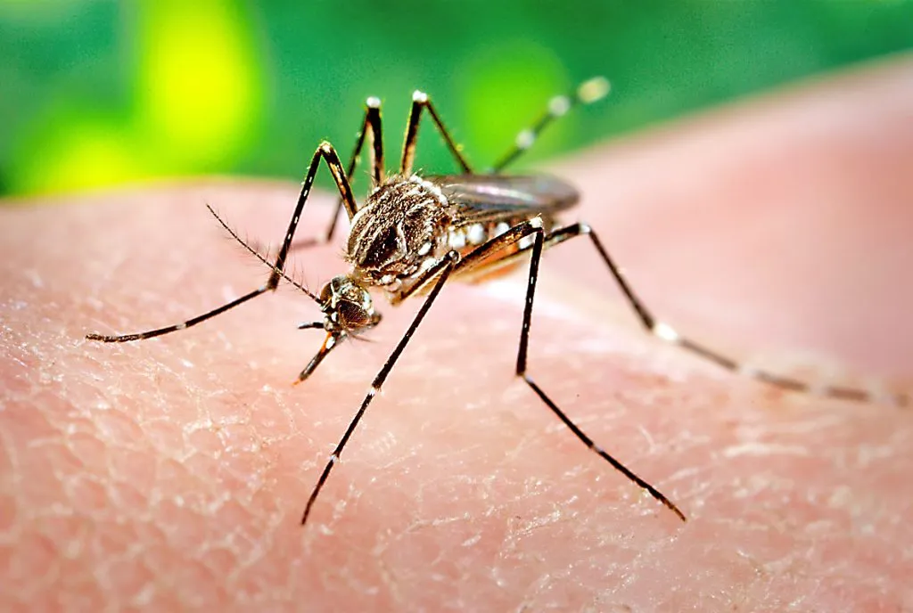 93 dengue cases recorded in three months