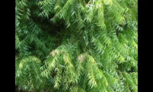 धपापत्या फुफ्फुसांना प्राणवायू पुरविणारा ‘नीम मॅन’