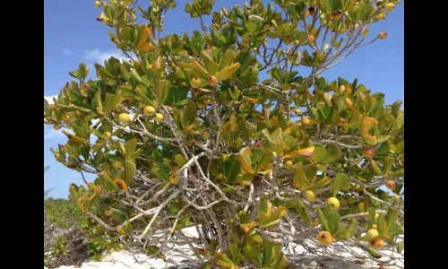 या वृक्षाच्या नजीक जाताच होतो मृत्यू