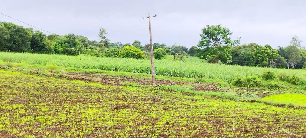 हंदिगनूर शिवारात धोकादायक वीजखांब-वीजवाहिन्या