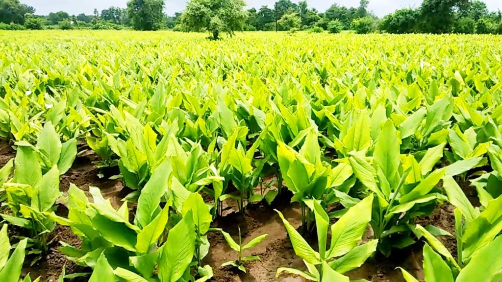 जिल्हय़ात 6 हजार हेक्टरात हळद लागवड