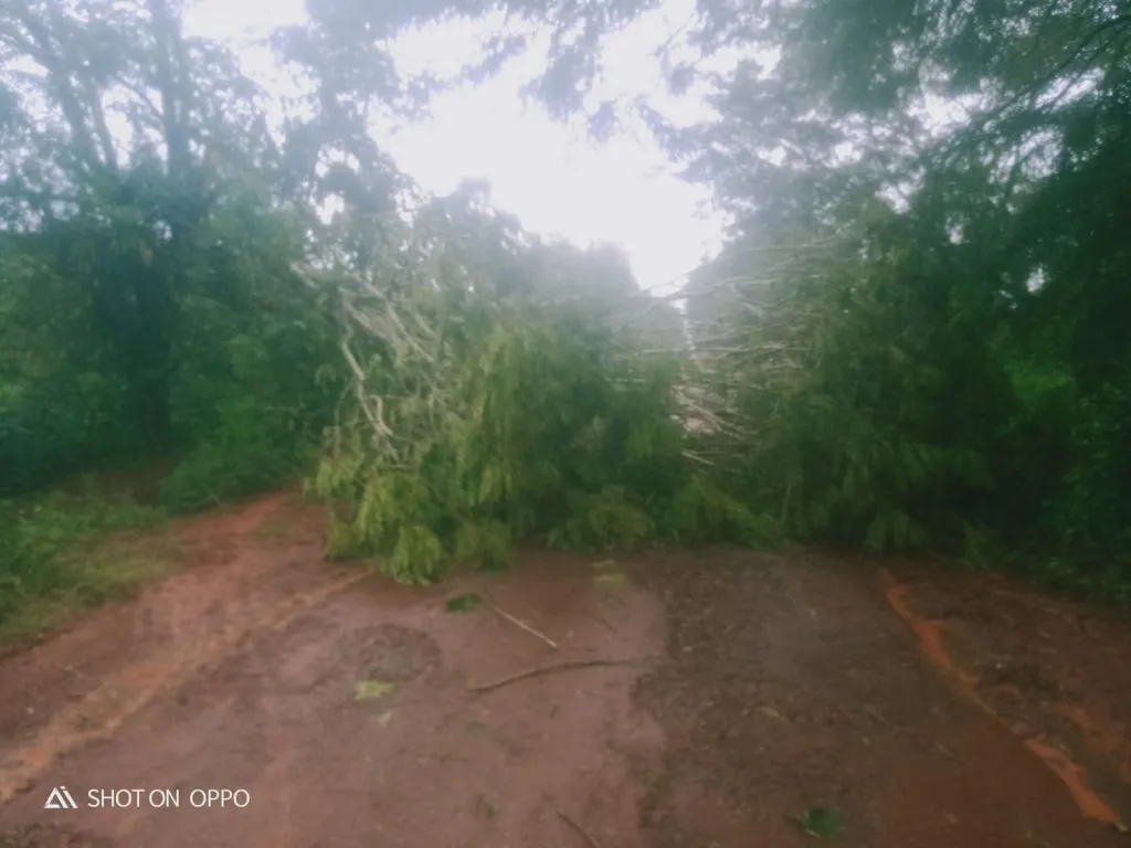 अतिवाड संपर्क रस्त्यावर कोसळले झाड