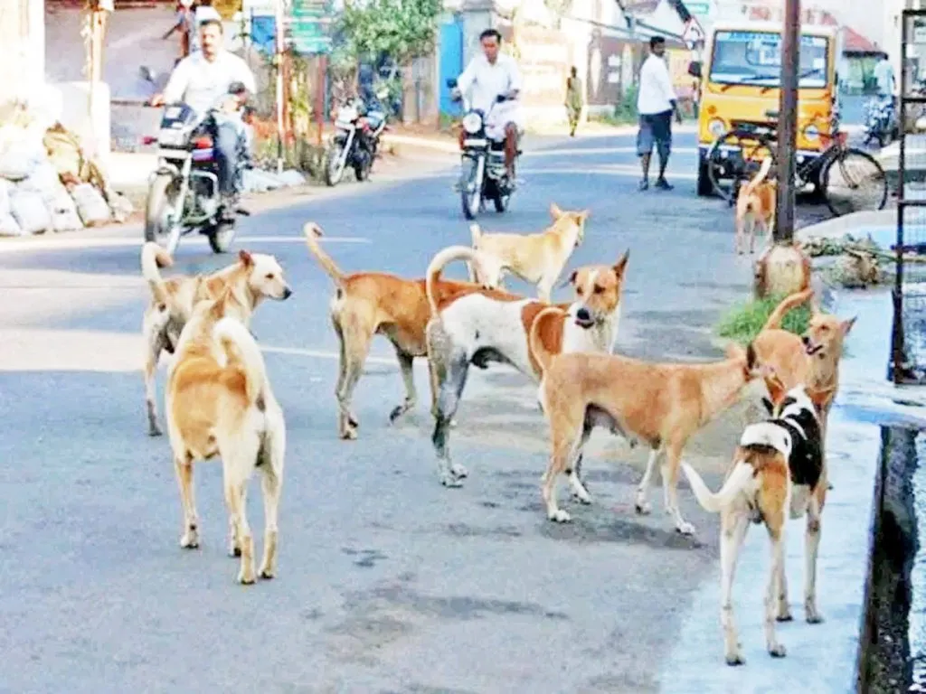 शास्त्रीनगर,अनगोळ, भाग्यनगरात कुत्र्यांचा हैदोस