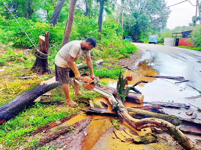 म्हाऊस येथे धोकादायक झाडे हटविण्याचे काम सुरू