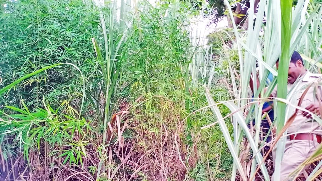 कुलगोड येथे 95 किलो गांजा जप्त