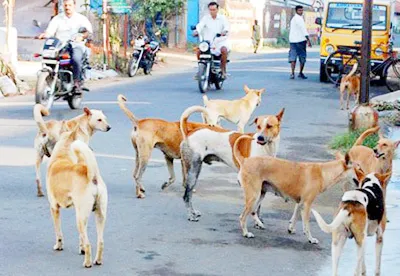 Proliferation of stray dogs in urban areas