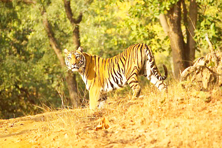 challenge the Goa Tiger Reserve. Appointment of Adv Mukul Rohatgi