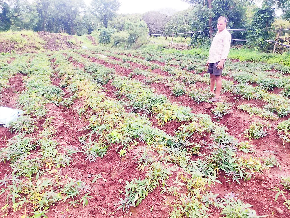 किणये शिवारातील पिकांचे गव्यांकडून नुकसान