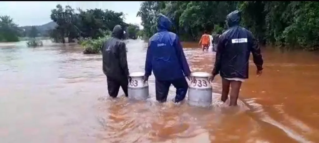 पुराच्या पाण्यातून जीवघेणी वाहतूक, दूध उत्पादक शेतकऱ्यांचा धोकादायक प्रवास