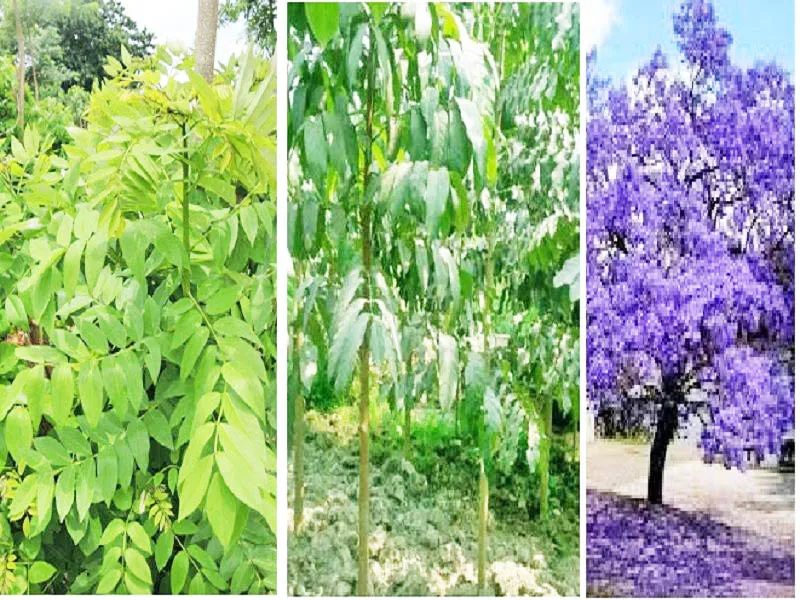 आक्रमक विदेशी वनस्पतींचे संकट